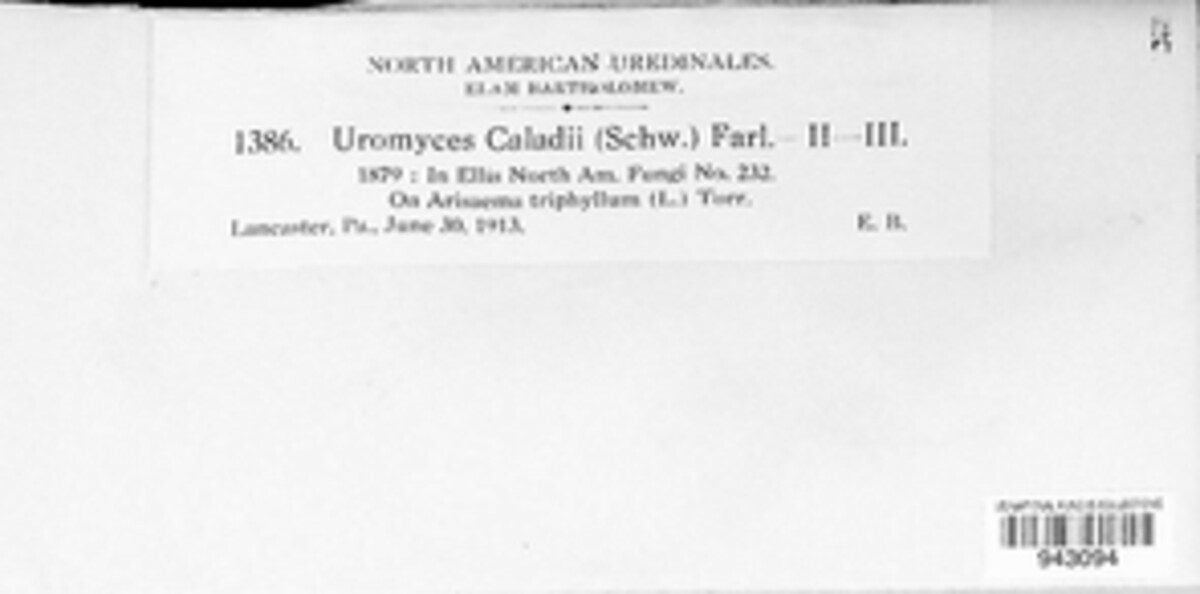 Uromyces caladii image